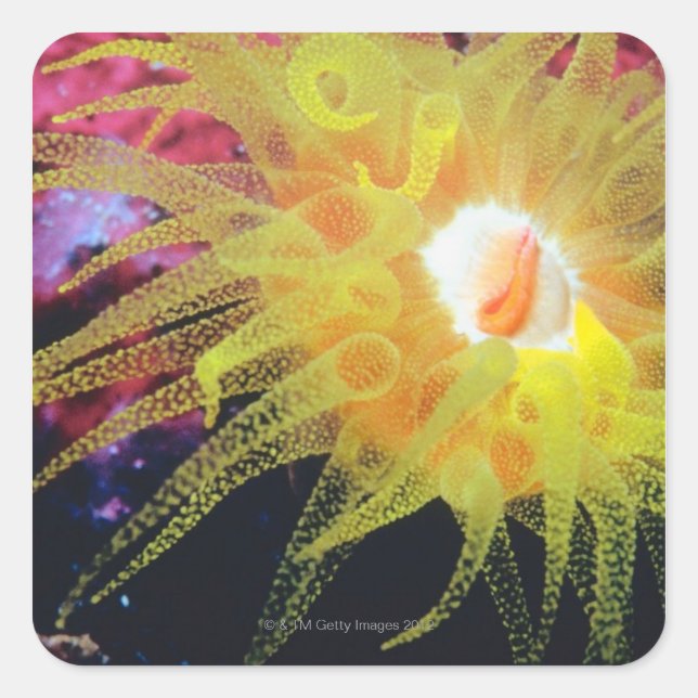 Pegatina Cuadrada Organo subacuático (Anverso)