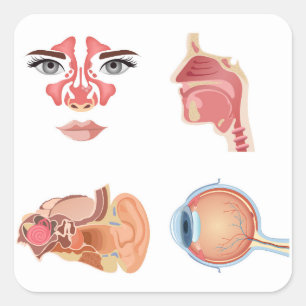 Pegatina Cuadrada Órganos humanos internos