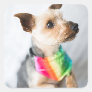 Pegatina Cuadrada Orgullo gay Perro arco iris Yorkshire Terrier