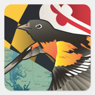 Pegatina Cuadrada Oriole ciudadana, el pájaro estatal de Maryland