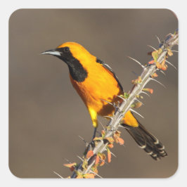 Pegatina Cuadrada Oriole encapuchado en una rama