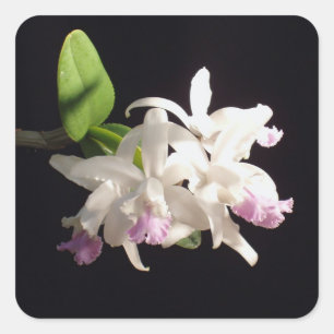 Pegatina Cuadrada Orquídea