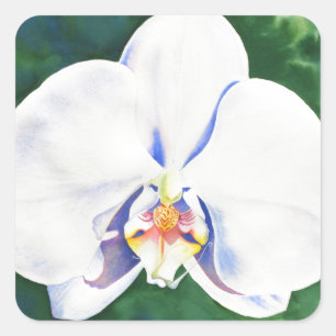 Pegatina Cuadrada Orquídea Blanca