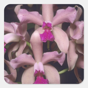 Pegatina Cuadrada Orquídea (Cattleya amethystoglossa), oriental
