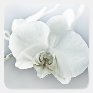 Pegatina Cuadrada Orquídea Phalaenopsis Blanca