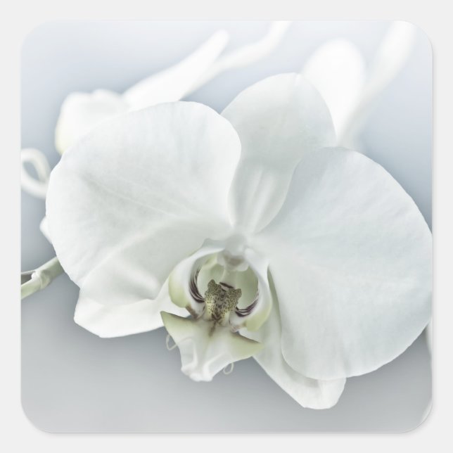 Pegatina Cuadrada Orquídea Phalaenopsis Blanca (Anverso)
