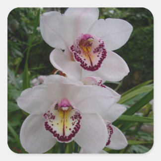 Pegatina Cuadrada Orquídeas Blancas Hermosas Flores Tropicales