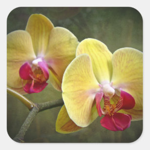 Pegatina Cuadrada Orquídeas de polilla amarillas - Phalaenopsis