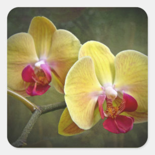 Pegatina Cuadrada Orquídeas de polilla amarillas - Phalaenopsis