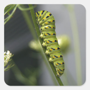 Pegatina Cuadrada oruga de la cola de golondrina negra (parsleyworm)