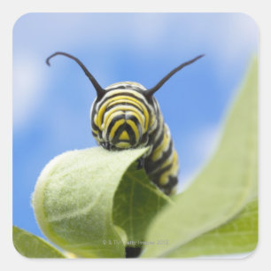 Pegatina Cuadrada oruga negra y amarilla