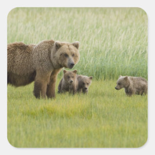 Pegatina Cuadrada Osa de oso pardo de Alaska y tres crías, Ursus