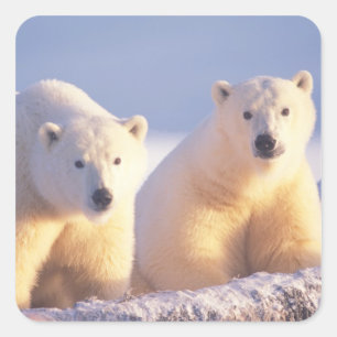 Pegatina Cuadrada Osa de oso polar con cría en el hielo de banquisa