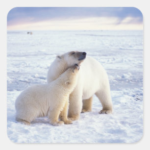 Pegatina Cuadrada Osa de oso polar con cría, manada
