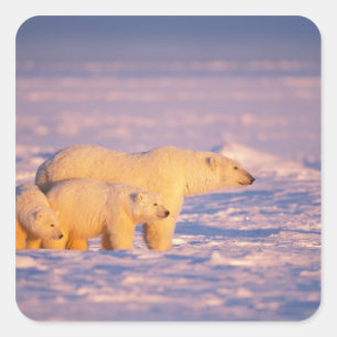 Pegatina Cuadrada Osa de oso polar con crías de primavera en el cong