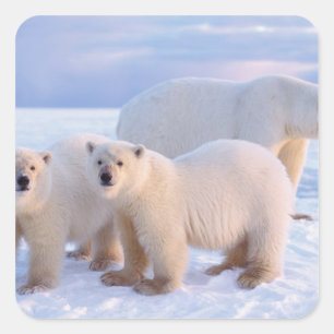 Pegatina Cuadrada Osa de oso polar con crías en el hielo a la deriva