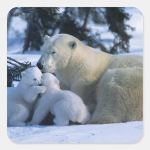 Pegatina Cuadrada Osa polar hembra acostada con 2 crías