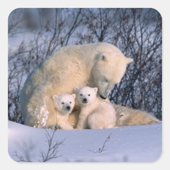 Pegatina Cuadrada Osa Polar Sentada con Mellizos, (Anverso)