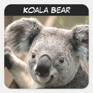 Pegatina Cuadrada Oso de koala lindo
