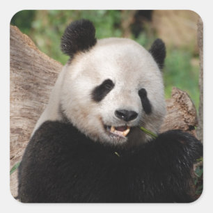Pegatina Cuadrada Oso de panda sonriente