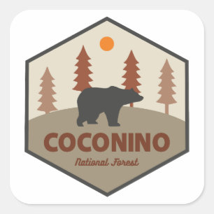 Pegatina Cuadrada Oso del Bosque Nacional Coconino