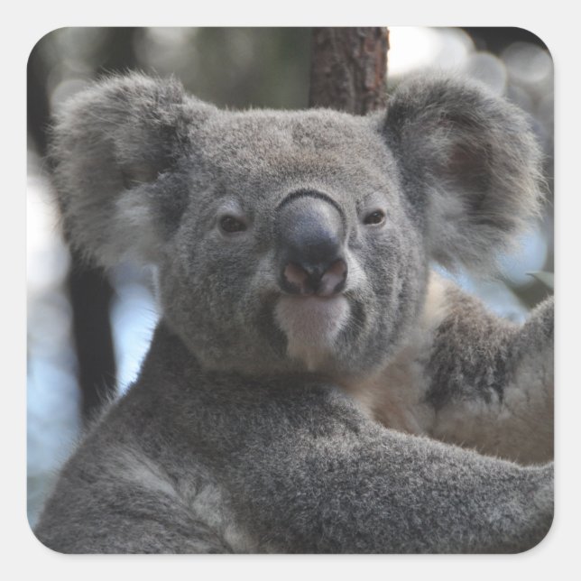 Pegatina Cuadrada Oso Koala en el árbol (Anverso)