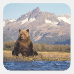 Pegatina Cuadrada oso marrón, arctos del Ursus, oso grizzly, Ursus
