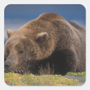 Pegatina Cuadrada Oso marrón, oso pardo, tomando una siesta, Katmai