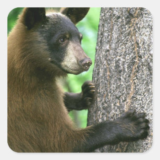 Pegatina Cuadrada Oso negro