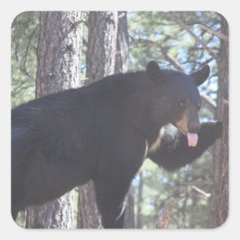 Pegatina Cuadrada Oso negro