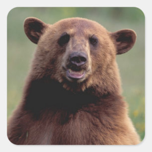 Pegatina Cuadrada Oso negro canela, Norteamérica, California