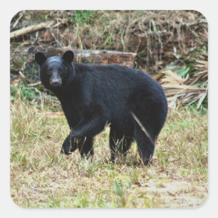 Pegatina Cuadrada Oso Negro de Florida