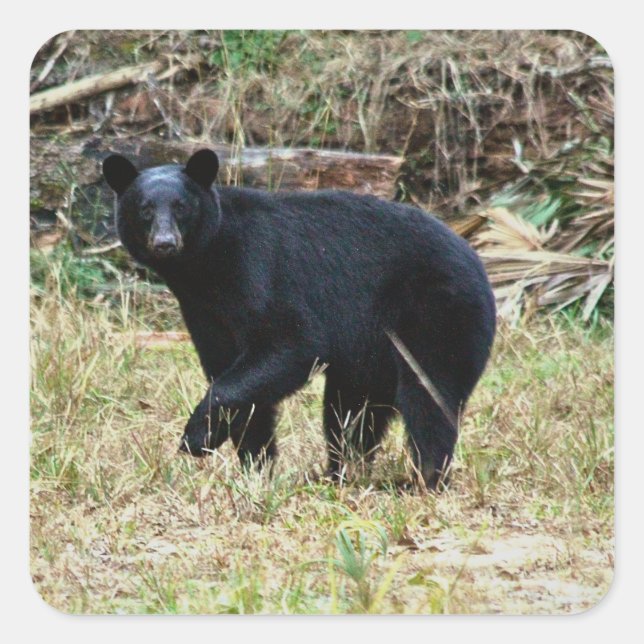 Pegatina Cuadrada Oso Negro de Florida (Anverso)