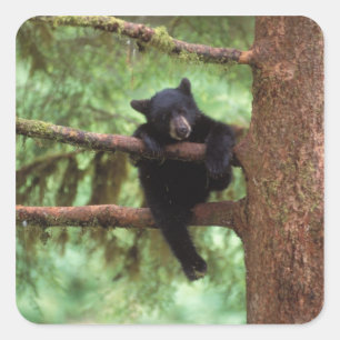 Pegatina Cuadrada oso negro, Ursus americanus, cachorro en un árbol