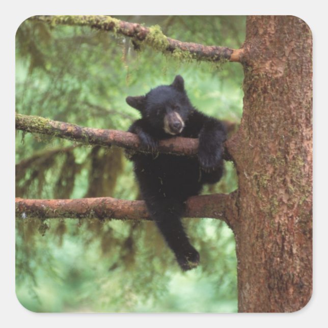 Pegatina Cuadrada oso negro, Ursus americanus, cachorro en un árbol (Anverso)
