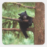 oso negro, Ursus americanus, cachorro en un árbol