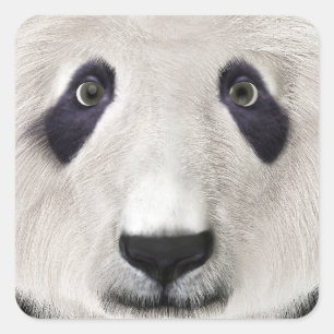Pegatina Cuadrada Oso Panda