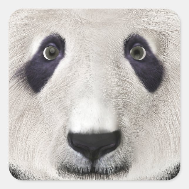 Pegatina Cuadrada Oso Panda (Anverso)