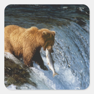 Pegatina Cuadrada Oso Pardo de Alaska atrapando salmón en Brooks