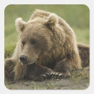 Pegatina Cuadrada Oso pardo, o oso grizzly costero, Ursus
