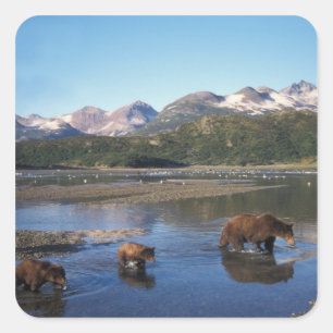 Pegatina Cuadrada Oso pardo, oso grizzly, cerda y crías en