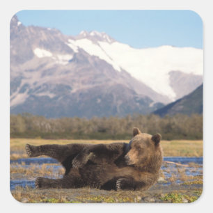 Pegatina Cuadrada Oso pardo, oso grizzly estirándose de espaldas