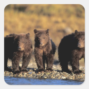 Pegatina Cuadrada Oso pardo, oso pardo, cachorros, Katmai National