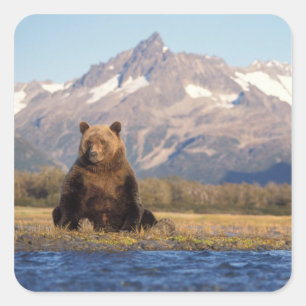 Pegatina Cuadrada oso pardo, Ursus arctos, oso grizzly, Ursus