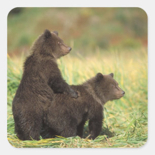 Pegatina Cuadrada oso pardo, Ursus arctos, oso grizzly, Ursus 2