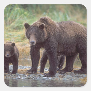 Pegatina Cuadrada oso pardo, Ursus arctos, oso grizzly, Ursus 3