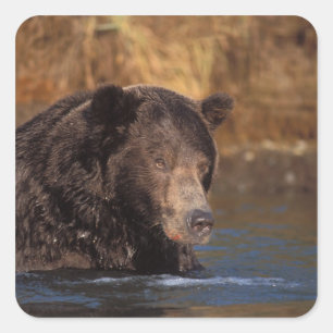 Pegatina Cuadrada oso pardo, Ursus arctos, oso grizzly, Ursus 5