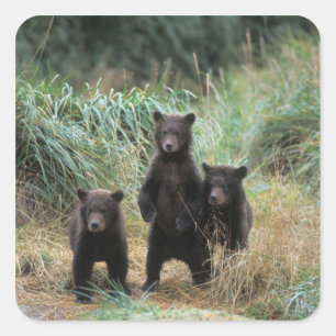 Pegatina Cuadrada oso pardo, Ursus arctos, oso grizzly, Ursus 7