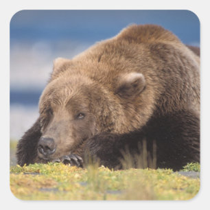 Pegatina Cuadrada oso pardo, Ursus arctos, oso grizzly, Ursus 8