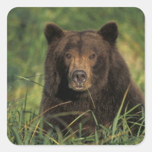 Pegatina Cuadrada oso pardo, Ursus arctos, oso grizzly, Ursus 9